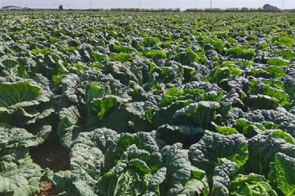 秋季大白菜的种植方法,在立秋前后播种