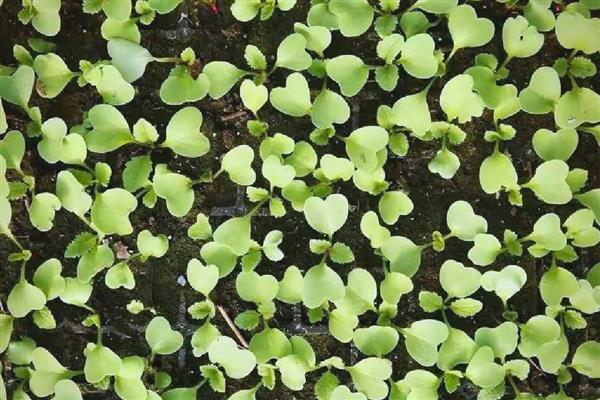 秋季大白菜的种植方法,在立秋前后播种