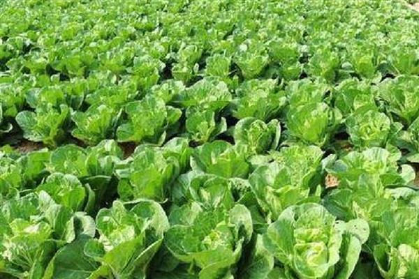 秋季大白菜的种植方法,在立秋前后播种