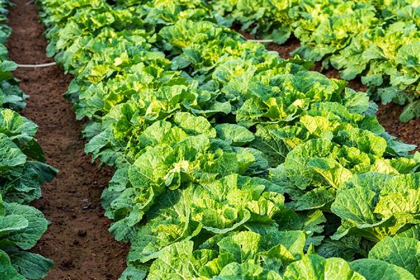 秋季大白菜的种植方法,在立秋前后播种