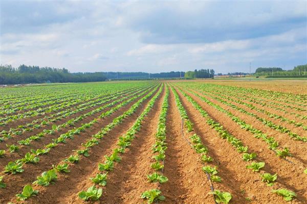 秋季大白菜的种植方法,在立秋前后播种