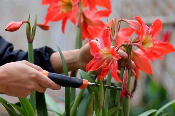 朱顶红夏天怕不怕晒,不怕晒