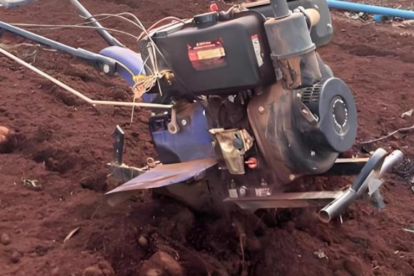 蕨麻如何种植，适宜种植在肥力充足的土壤上