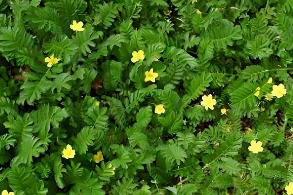 蕨麻如何种植，适宜种植在肥力充足的土壤上