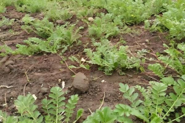 蕨麻如何种植，适宜种植在肥力充足的土壤上