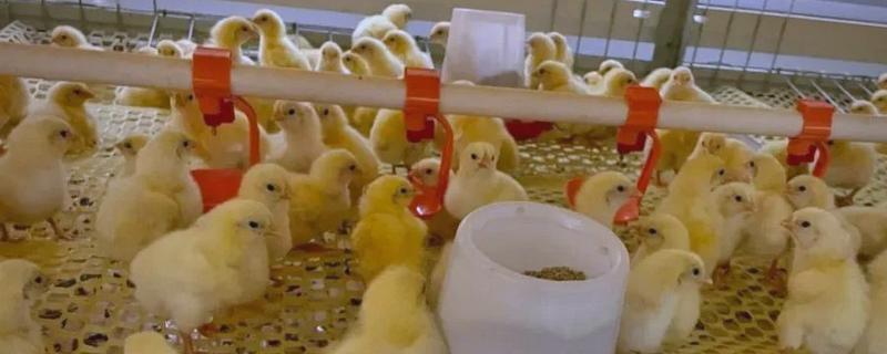 预防小鸡感冒的方法，鸡舍温度要保持恒定
