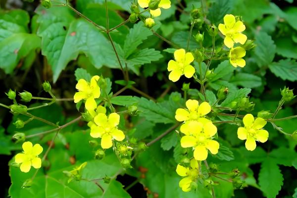 蕨麻如何种植，适宜种植在肥力充足的土壤上