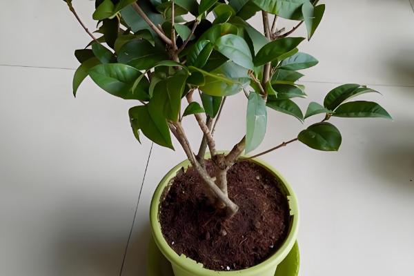 桂花怎么修剪才能多开花，把过长枝、老枝、病枝全部剪除