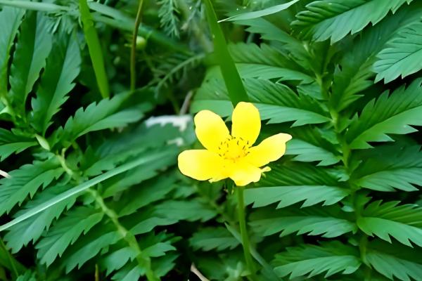 蕨麻如何种植，适宜种植在肥力充足的土壤上