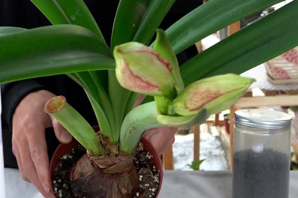 朱顶红夏天怕不怕晒,不怕晒