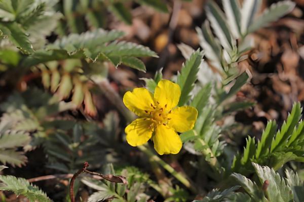 蕨麻如何种植，适宜种植在肥力充足的土壤上