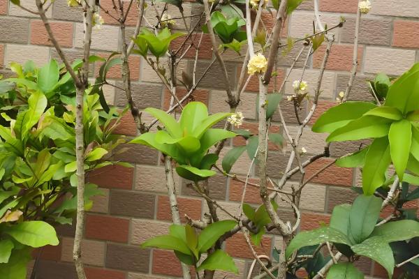 桂花怎么修剪才能多开花，把过长枝、老枝、病枝全部剪除