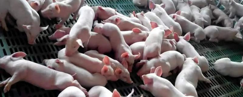 仔猪高热病的发生原因，由细菌、病毒、寄生虫混合感染等因素引起