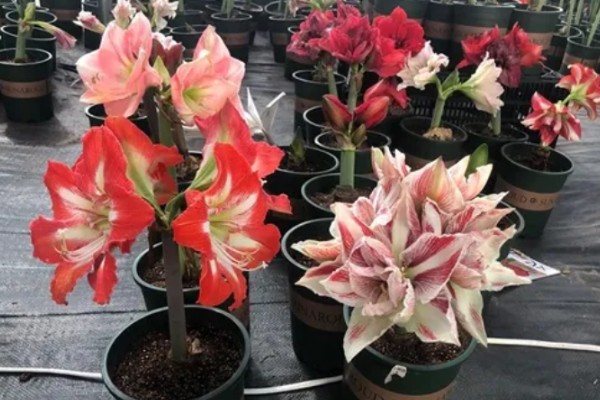 朱顶红夏天怕不怕晒,不怕晒