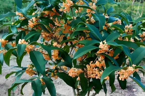 桂花怎么修剪才能多开花，把过长枝、老枝、病枝全部剪除