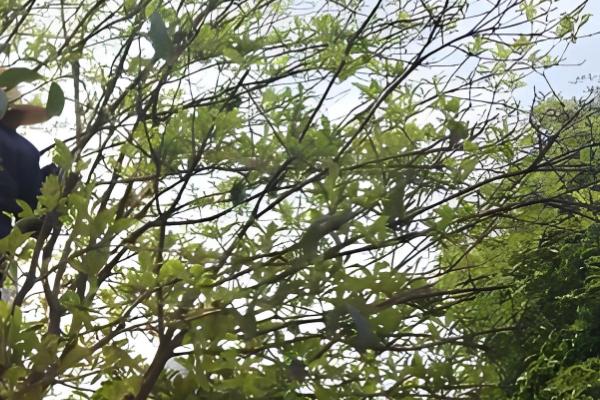 桂花怎么修剪才能多开花，把过长枝、老枝、病枝全部剪除