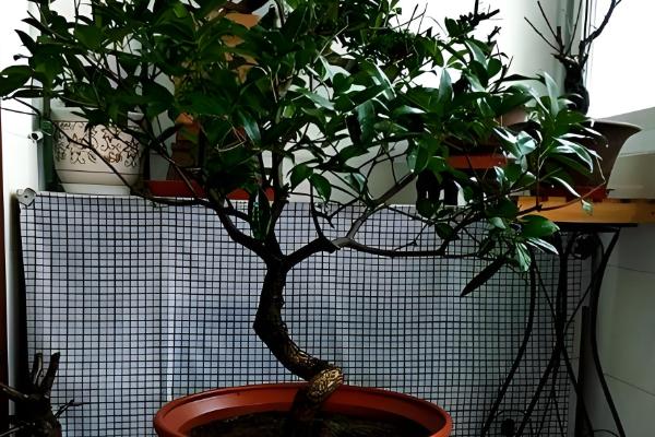 桂花怎么修剪才能多开花，把过长枝、老枝、病枝全部剪除