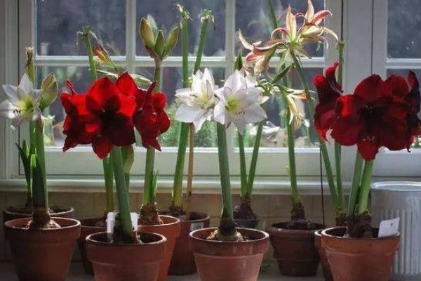 朱顶红夏天怕不怕晒,不怕晒