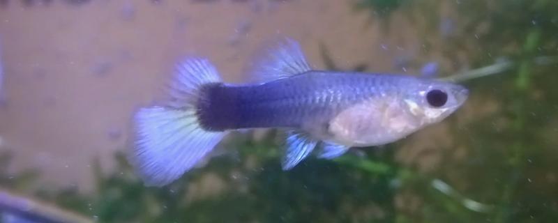 鱼烂尾巴能不能放盐，换水升温后再加盐