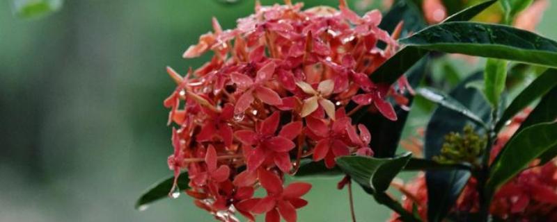 龙船花是草本植物还是木本植物,是本木植物