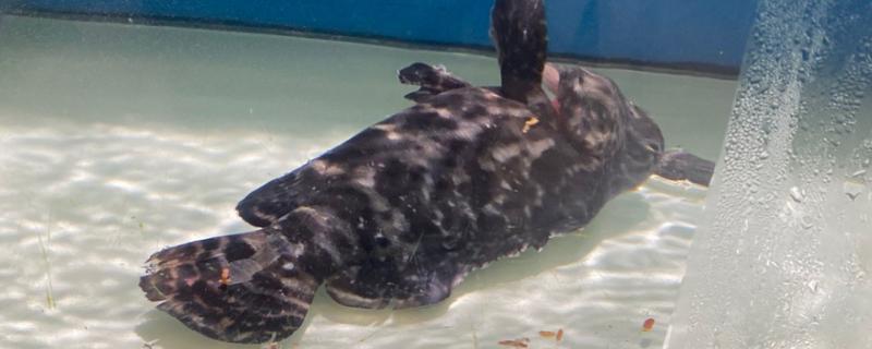 怎么判断鱼是不是在睡觉,在睡觉的时候会停止游动