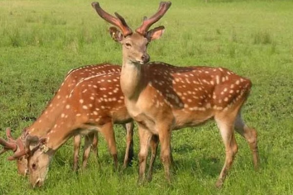 梅花鹿喜欢吃什么,以树、树芽、农作物等为食