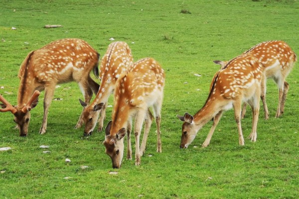 梅花鹿喜欢吃什么,以树、树芽、农作物等为食