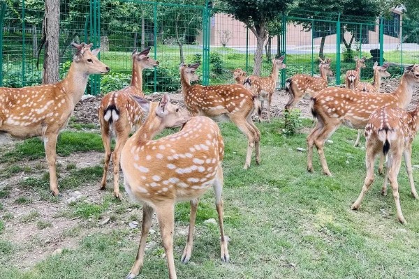 梅花鹿喜欢吃什么,以树、树芽、农作物等为食