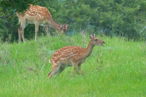 梅花鹿喜欢吃什么,以树、树芽、农作物等为食