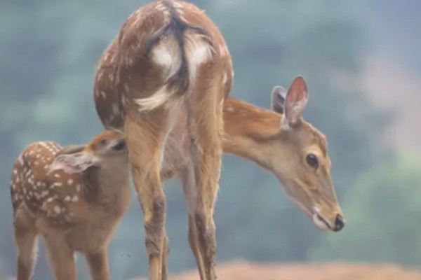 梅花鹿喜欢吃什么,以树、树芽、农作物等为食