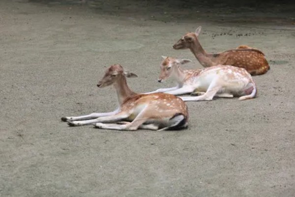 梅花鹿喜欢吃什么,以树、树芽、农作物等为食