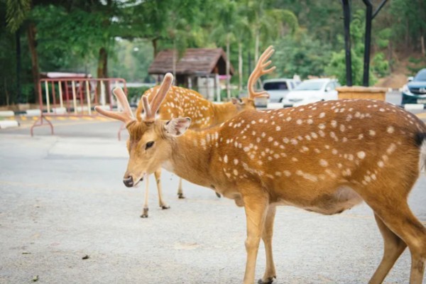 梅花鹿喜欢吃什么,以树、树芽、农作物等为食