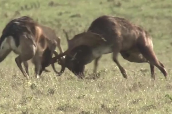梅花鹿喜欢吃什么,以树、树芽、农作物等为食