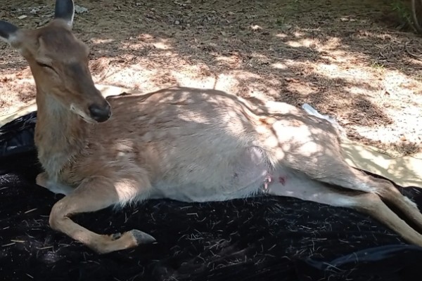梅花鹿喜欢吃什么,以树、树芽、农作物等为食