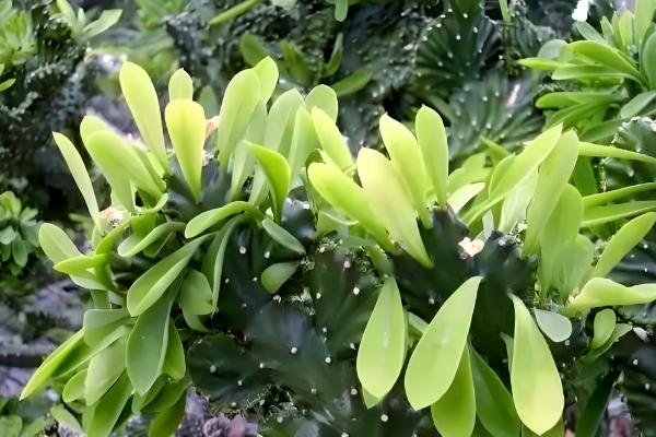 麒麟掌曲霉腐烂病怎么防治,喷施苯菌灵可湿性粉剂等药物