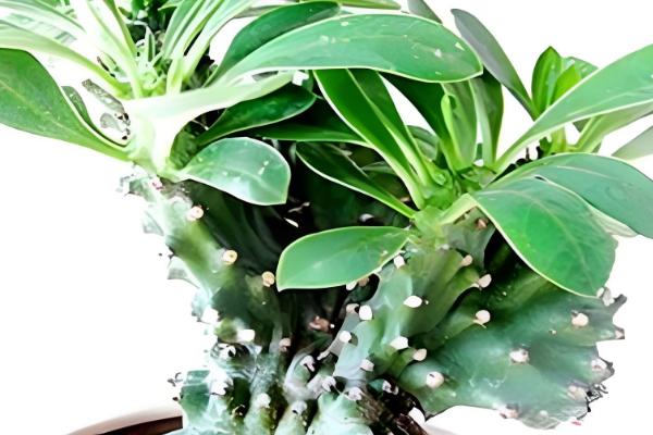 麒麟掌曲霉腐烂病怎么防治,喷施苯菌灵可湿性粉剂等药物