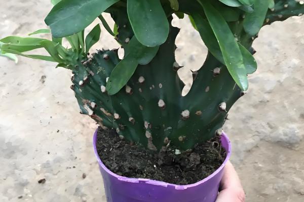 麒麟掌曲霉腐烂病怎么防治,喷施苯菌灵可湿性粉剂等药物