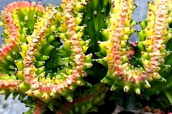 麒麟掌曲霉腐烂病怎么防治,喷施苯菌灵可湿性粉剂等药物