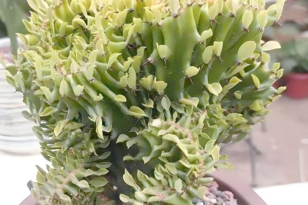 麒麟掌曲霉腐烂病怎么防治,喷施苯菌灵可湿性粉剂等药物