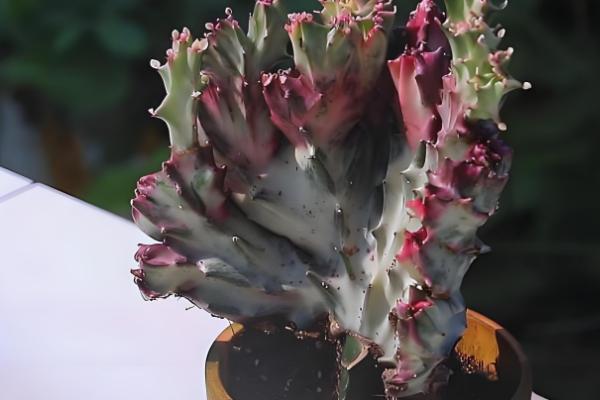 麒麟掌曲霉腐烂病怎么防治,喷施苯菌灵可湿性粉剂等药物