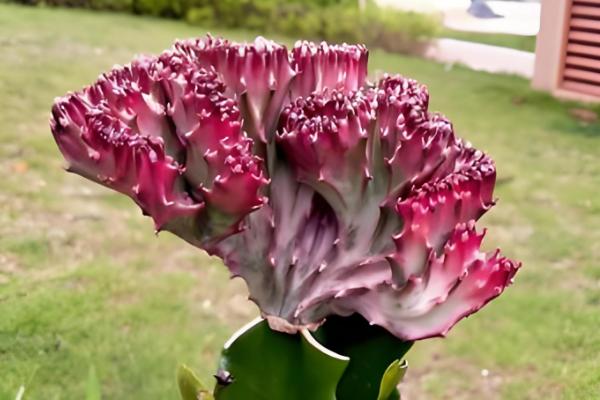 麒麟掌曲霉腐烂病怎么防治,喷施苯菌灵可湿性粉剂等药物