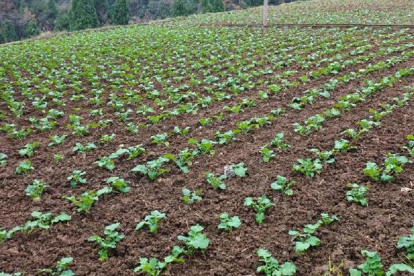 油菜杆开裂的原因,缺硼、受冻等因素都会引起