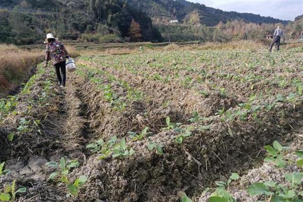 油菜杆开裂的原因,缺硼、受冻等因素都会引起