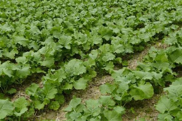 油菜杆开裂的原因,缺硼、受冻等因素都会引起