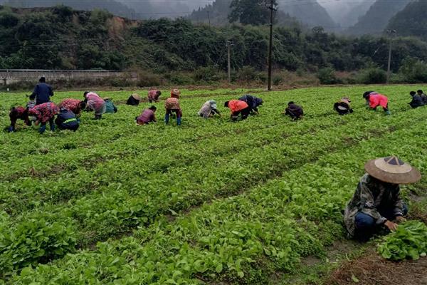 油菜杆开裂的原因,缺硼、受冻等因素都会引起