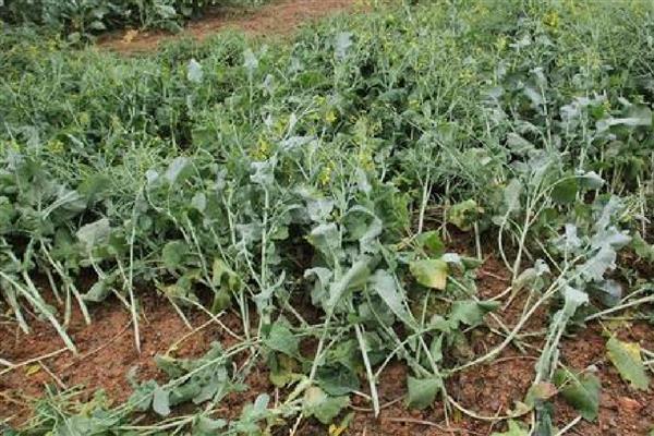 油菜杆开裂的原因,缺硼、受冻等因素都会引起