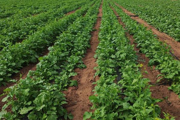 油菜杆开裂的原因,缺硼、受冻等因素都会引起