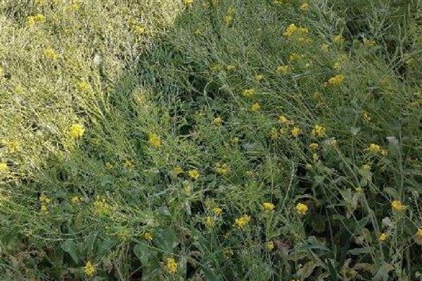 油菜杆开裂的原因,缺硼、受冻等因素都会引起