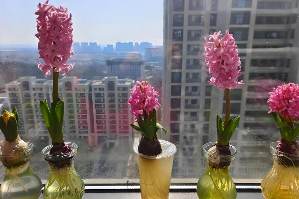 水培风信子多久换水一次，可以5-15天换一次水