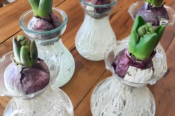 水培风信子多久换水一次，可以5-15天换一次水